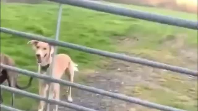 funny animals