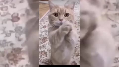 Cute and Funny Animal Video😂|| Funniest Viral Puppy Cat clips😹||