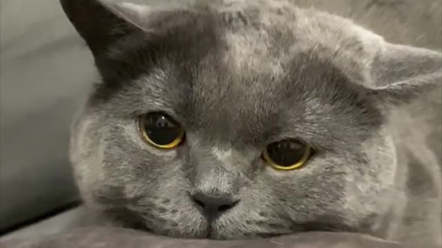 This kitten is so adorable