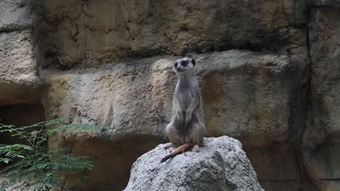 meerkat (Taiwan zoo)