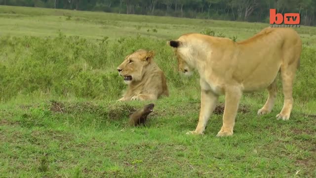 Lion Vs Mongoose | Mongoose Fends Off Four Lions