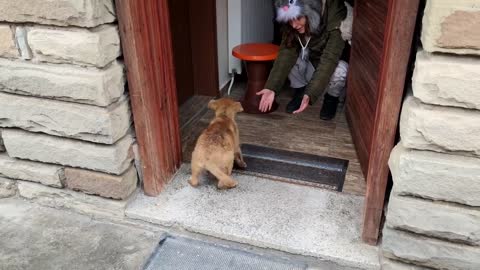 Abandoned Puppy Followed Us Home So We Let Him In