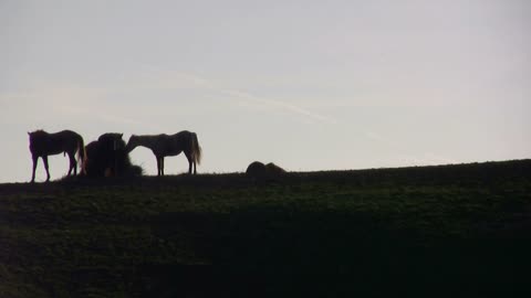 Horses on Mountain Top