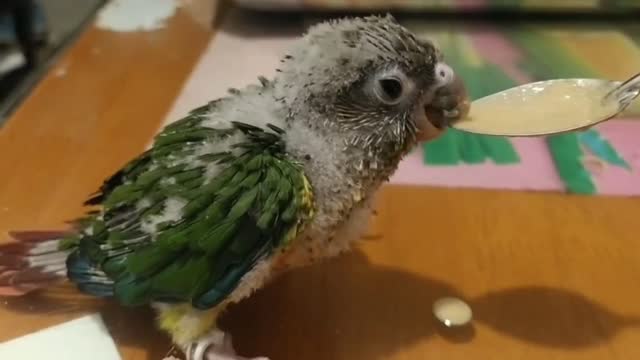 The little parrot looks so cute drinking milk powder