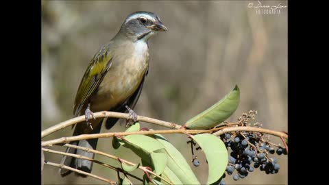 Melody Birds: Trinca ferro