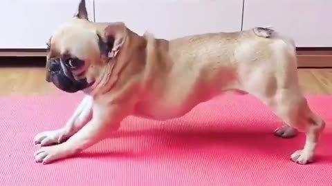 The dog change to yoga master😍