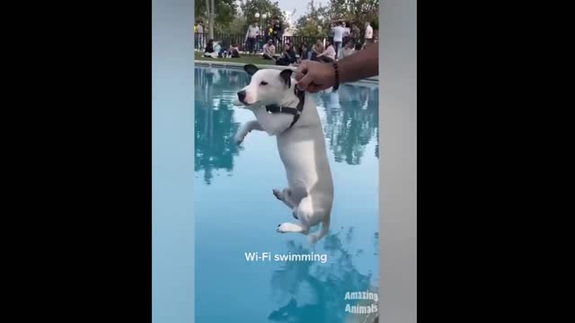 funny pet videos