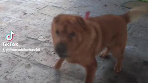 Mi perro 🐕💕