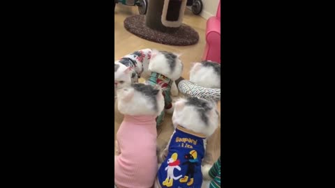 funny cats dogs funny animal videos 10