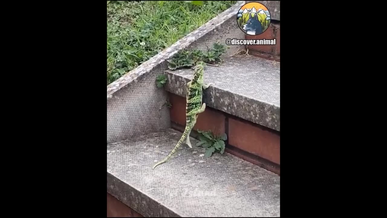 Try Not To Laugh - Funny Panda, Pig, Cat Video 2024