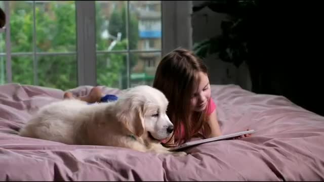 (Funny Dog Video Compilation) Smarty Dogs #funnydog #shorts