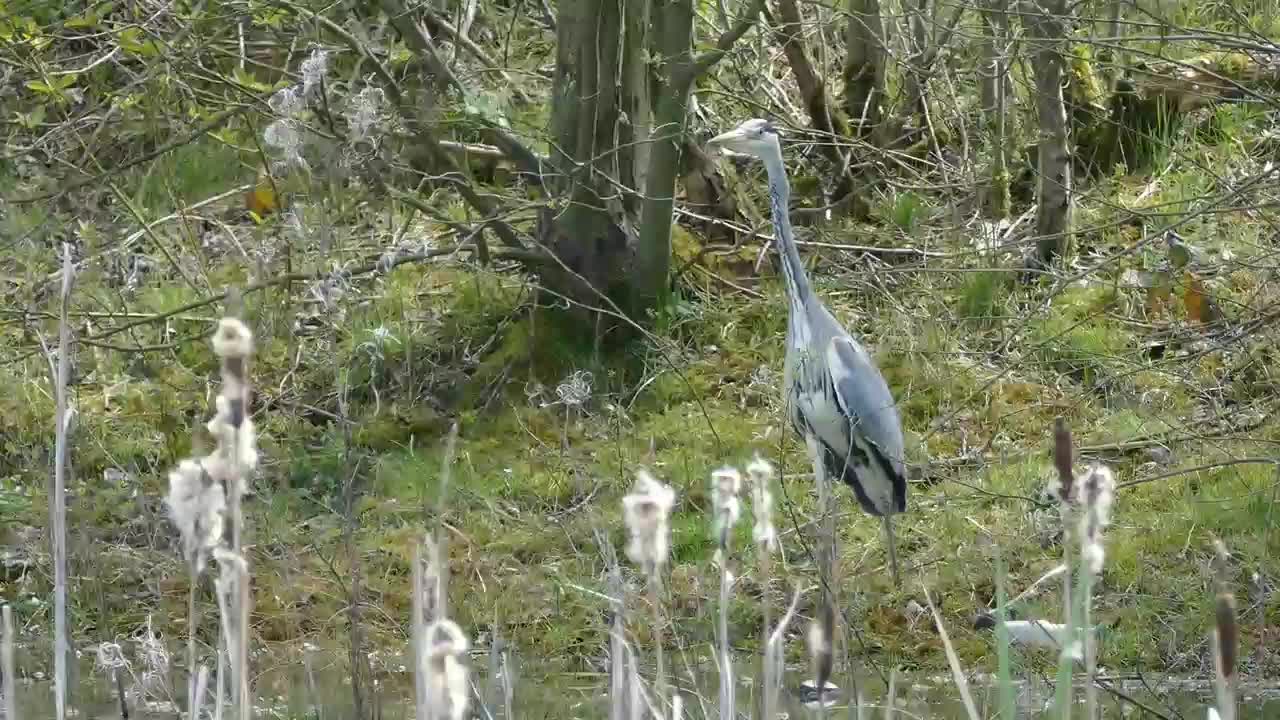 Wildlife planet earth Birds gray Heron | 4k ultra HD Bird Video