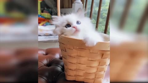 small cat in basket.