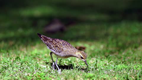 American Golden Plover Feeding Bird Finds Earthworm