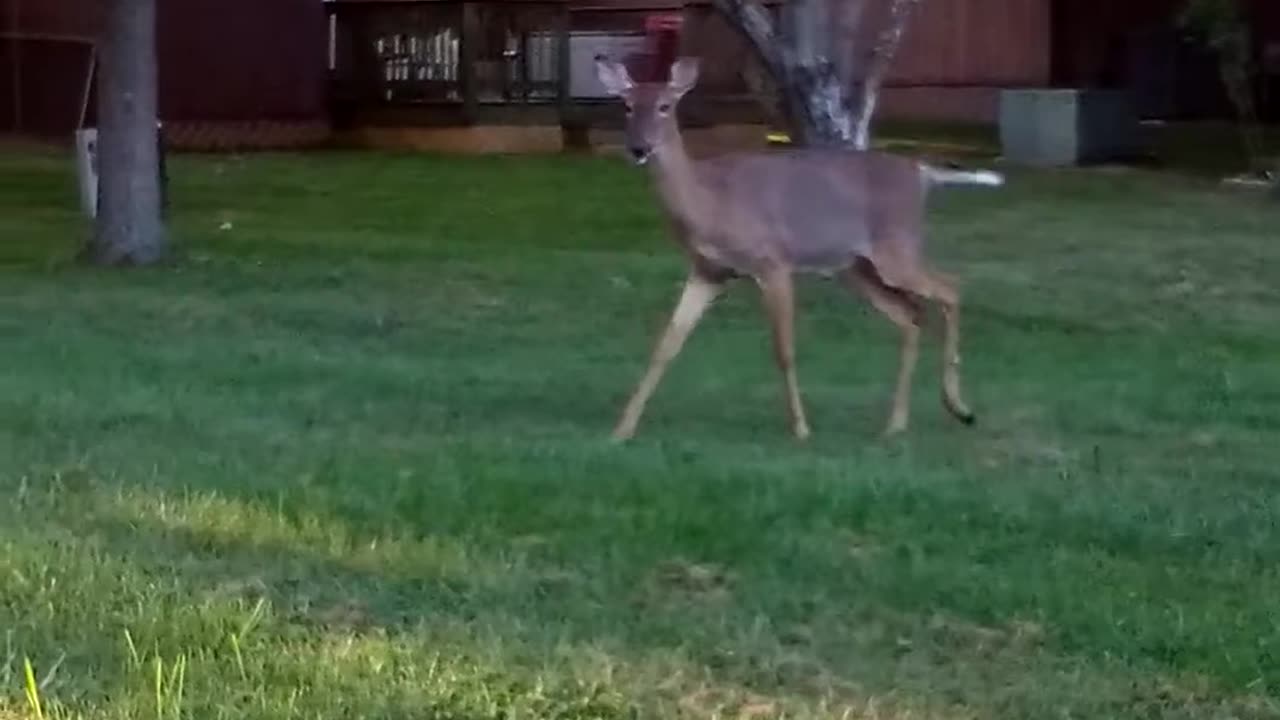 Me looking at them looking at me looking at them | The Rural Outdoors