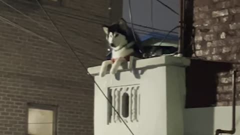 Cool dog looking out the window