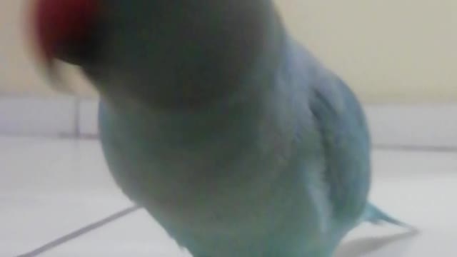 My bird Knows my name is Alan part 2