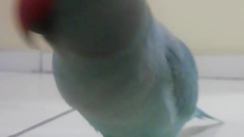 My bird Knows my name is Alan part 2