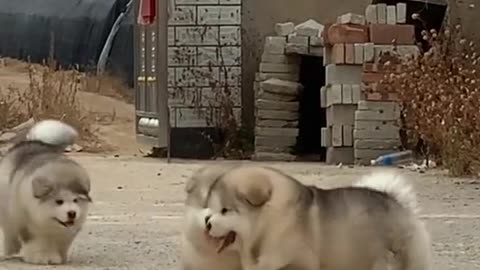 SO CUTE DOGS BABYS | REVIEW DOGS BABYS