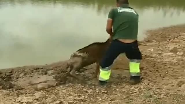 Funny Goat Rescue