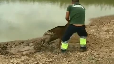 Funny Goat Rescue