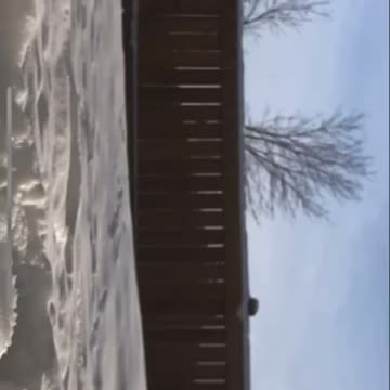 Magpies birds eat throw ice