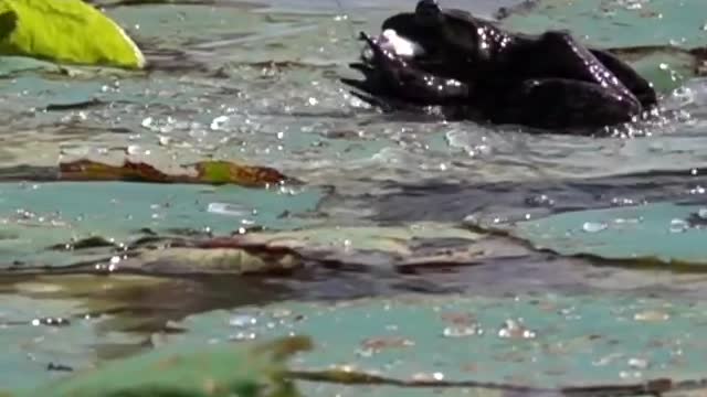Bullfrogs love Mice