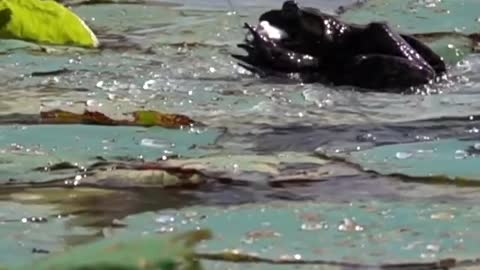 Bullfrogs love Mice