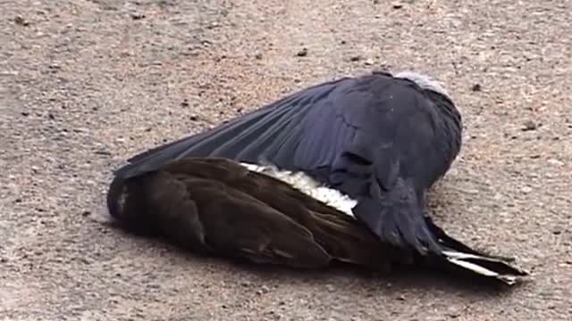 The fight was unlucky for the crow wh