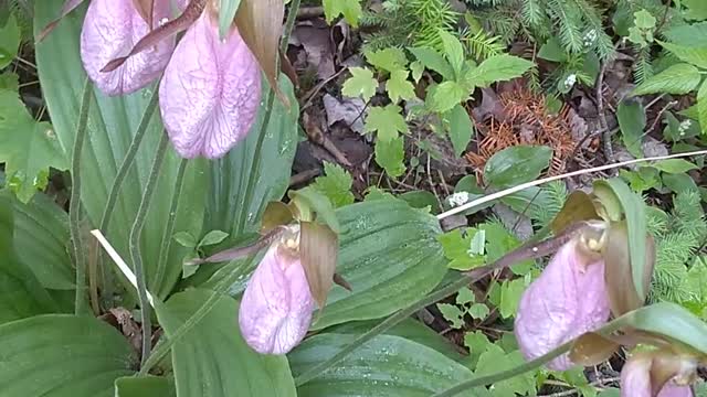 Lady's Slippers