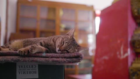 A cat sleeping on a box.