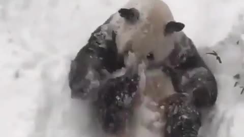 Panda has some fun playing in the snow