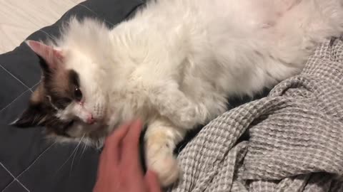 Touching little cute cat