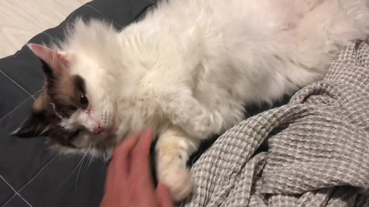 Touching little cute cat