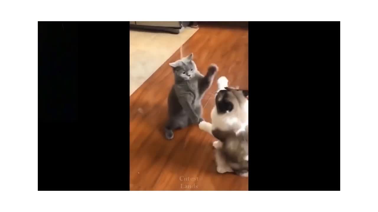 Funny Animals