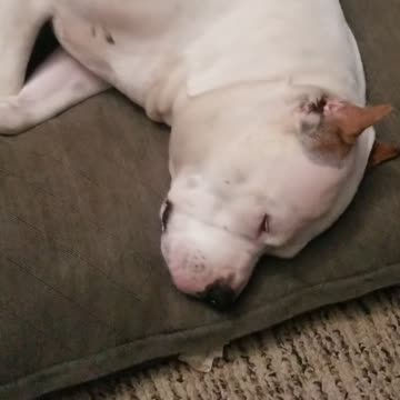 Snoring Dog Dogo Pit