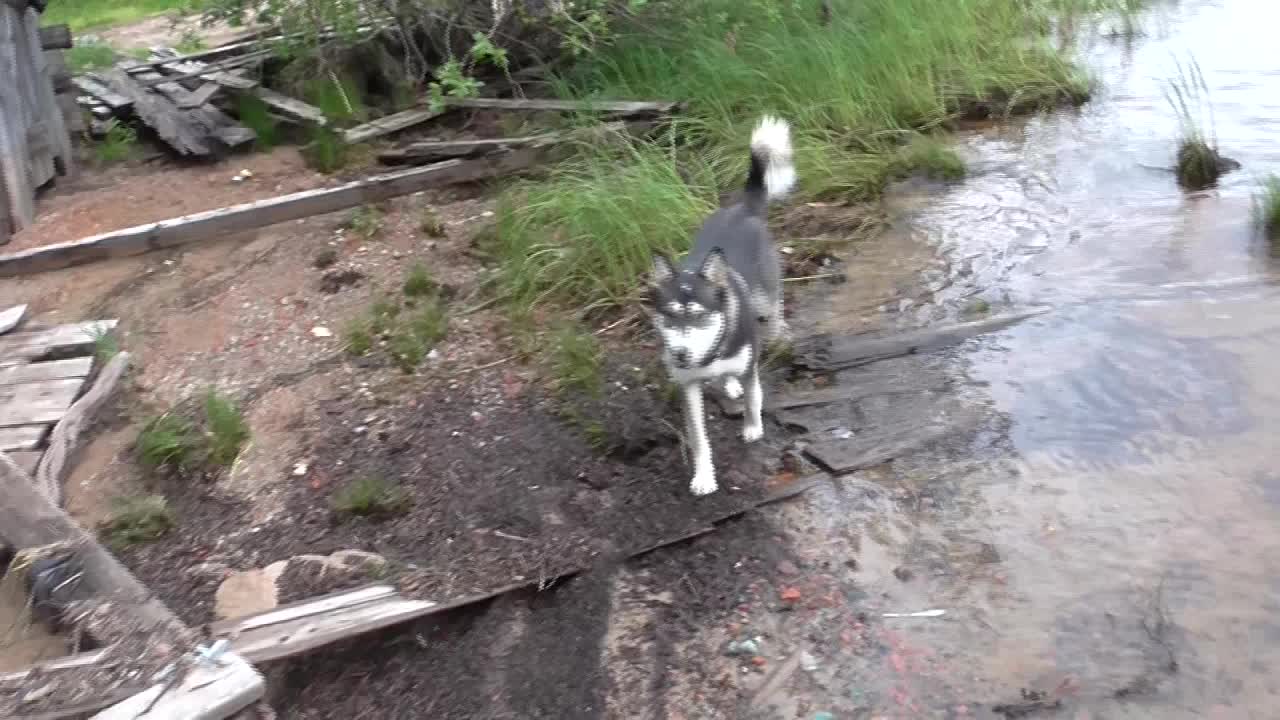 Karelian husky walks through the ruins