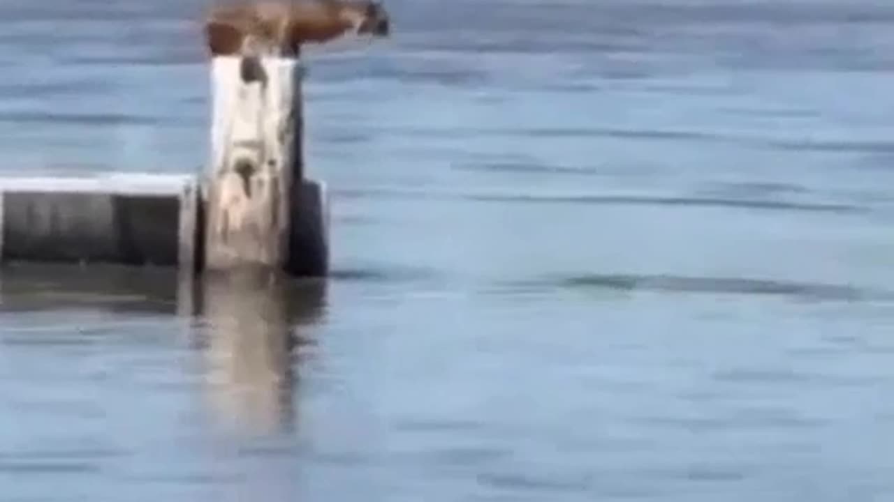 amazing jumping power