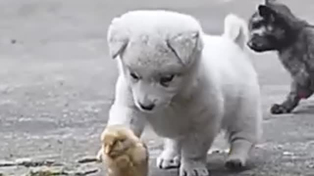 Cute little puppy meeting new friends outside