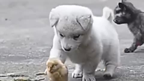 Cute little puppy meeting new friends outside