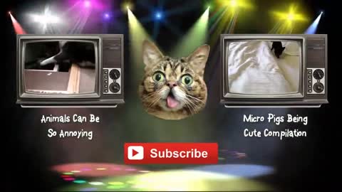 Donos incomodando seus gatos e cães - Super Legal