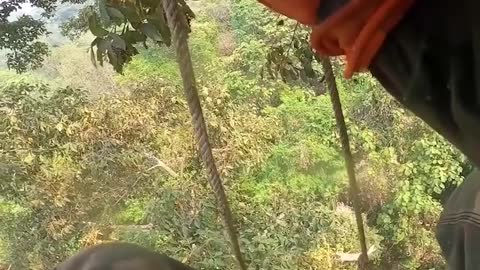 Amazing Video of Taking Honey Bee on a Big Tree