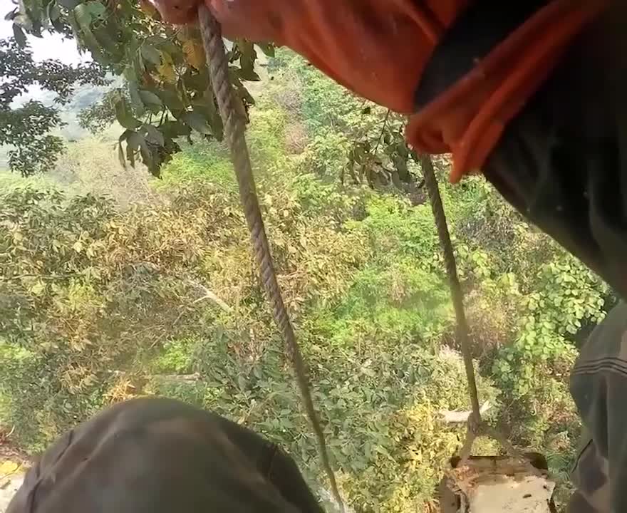 Amazing Video of Taking Honey Bee on a Big Tree