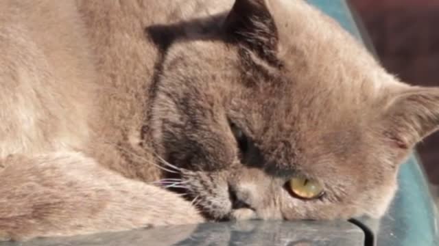 This Cat is just so Lazy to move, Adorable Cats , OMG! So Cute, funny and cute cat videos