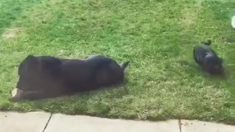 Ring of roses pug style