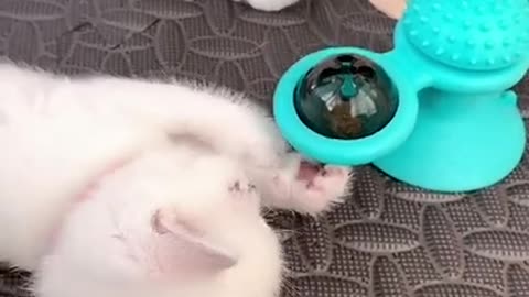 Cute Cats tutorial & Meowing Meow Kittens & Funny Meow Cat #Shorts #catmeow #cattoye