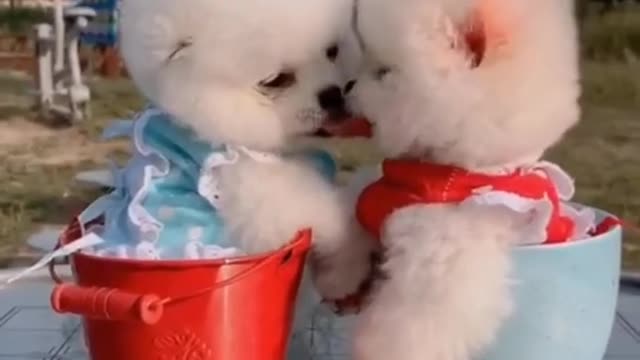 Cute and Funny Pomeranian Videos🥺 #SHORTS