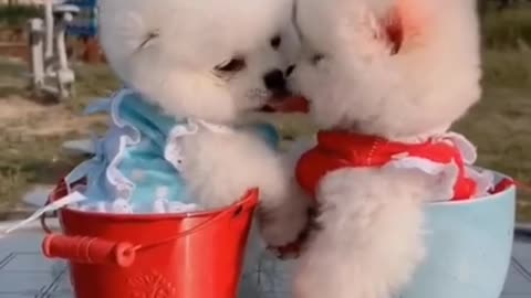 Cute and Funny Pomeranian Videos🥺 #SHORTS