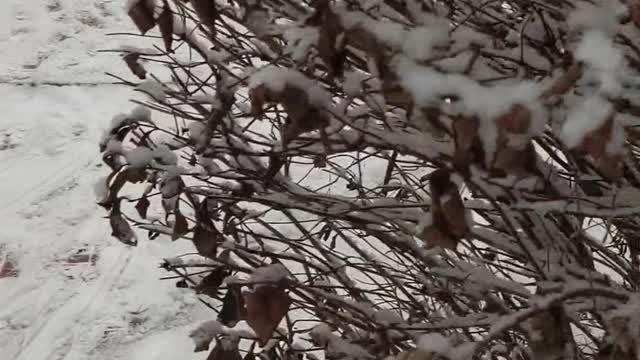Whiteb snow