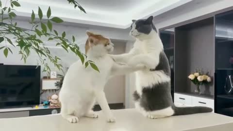 Round 2: Cute cats fight each other every day